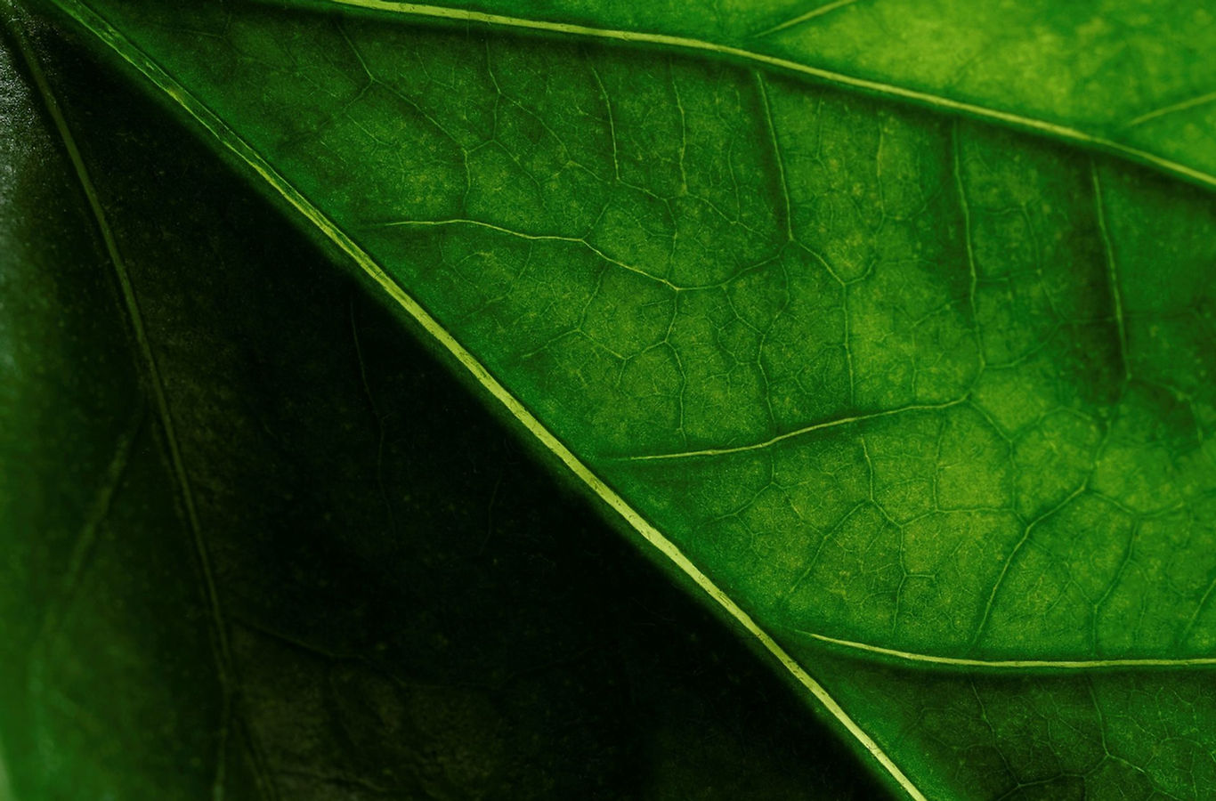 Blattsymbol für Klimaschutz Umweltschutz Nachhaltigkeit.jpg